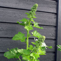Malva real mezcla (Alcea rosea) semillas