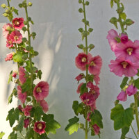 Malva real mezcla (Alcea rosea) semillas