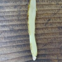 Girasol maximiliano (Helianthus maximiliani) semillas