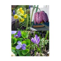 Plantas de floración primaveral - Semillas-Set de regalo