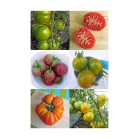 Tomates antiguas coloridas - Kit de semillas regalo