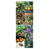 Mandrágora común y mandrágora de otoño - Semillas-Set de regalo