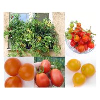 Tomates para el balcón - Set de regalo de semillas