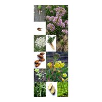 Hortalizas silvestres aromáticas- Set de regalo de semillas