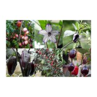 Chiles morados y negros - Set de regalo de semillas