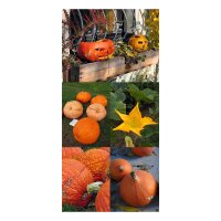 Calabazas de Halloween - Set regalo de semillas