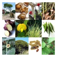 Plantas exóticas - Set de regalo de semillas