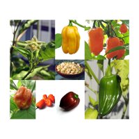 Variedad de chiles habaneros- Set de regalo de semillas