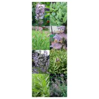 Salvia (orgánica) - Semillas- Set de regalo