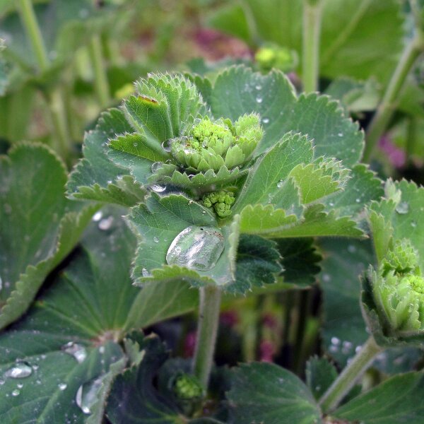 Alquimila / Pie de león (Alchemilla xanthochlora) semillas