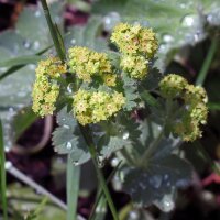 Alquimila / Pie de león (Alchemilla xanthochlora)...