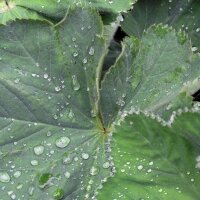 Alquimila / Pie de león (Alchemilla xanthochlora) semillas