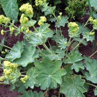 Alquimila / Pie de león (Alchemilla xanthochlora) semillas