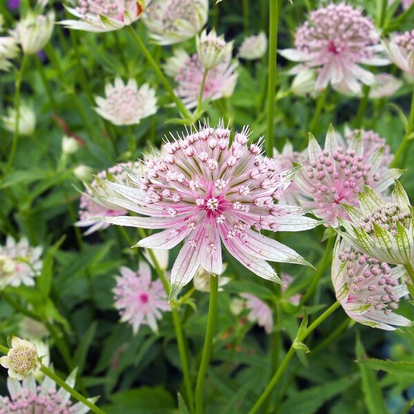 Sanicula hembra (Astrantia major) semillas