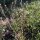Bolsa de pastor (Capsella bursa-pastoris) semillas
