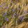 Aciano / Flor celeste (Centaurea cyanus) semillas