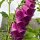Dedalera (Digitalis purpurea) semillas
