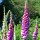 Dedalera (Digitalis purpurea) semillas