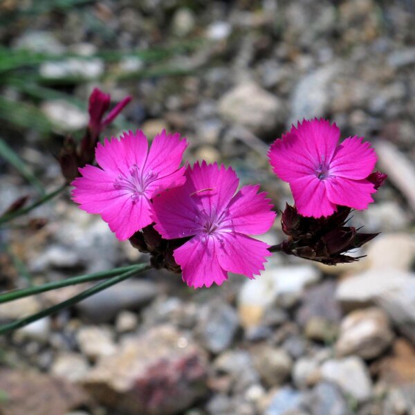 Clavel silvestre, minutisa (Dianthus carthusianorum) semillas