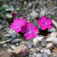 Clavel silvestre, minutisa (Dianthus carthusianorum)...