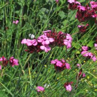 Clavel silvestre, minutisa (Dianthus carthusianorum) semillas