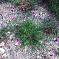 Clavel silvestre, minutisa (Dianthus carthusianorum) semillas