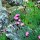 Clavel silvestre, minutisa (Dianthus carthusianorum) semillas