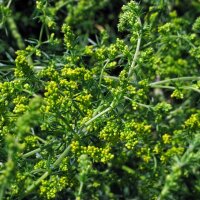 Cuajaleche / galio de flor amarilla (Galium verum) semillas