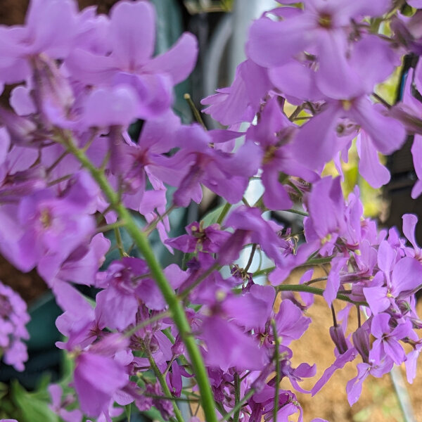 Juliana (Hesperis matronalis) semillas