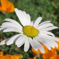 Margarita de prado (Leucanthemum vulgare) semillas