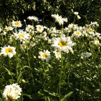 Margarita de prado (Leucanthemum vulgare) semillas