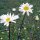 Margarita de prado (Leucanthemum vulgare) semillas