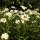 Margarita de prado (Leucanthemum vulgare) semillas