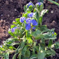 No me olvides (Myosotis sylvatica) semillas