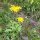 Árnica de la montaña (Arnica montana) semillas