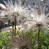 Pulsatilla común (Pulsatilla vulgaris) semillas