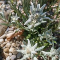Edelweiss / Flor de las nieves (Leontopodium alpinum)...