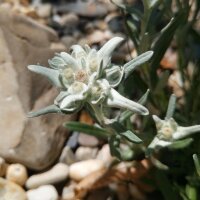 Edelweiss / Flor de las nieves (Leontopodium alpinum)
