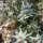 Edelweiss / Flor de las nieves (Leontopodium alpinum) semillas