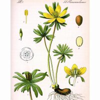 Acónito de invierno (Eranthis hyemalis) semillas