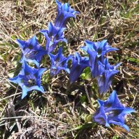 Genciana azul (Gentiana acaulis) semillas