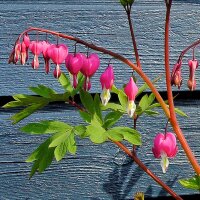 Corazón sangrante (Lamprocapnos / Dicentra...