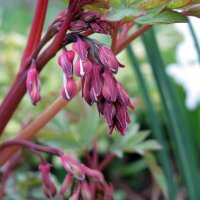 Corazón sangrante (Lamprocapnos / Dicentra spectabilis) semillas