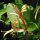Madreselva de los bosques (Lonicera periclymenum) semillas