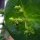 Madreselva de los bosques (Lonicera periclymenum) semillas