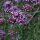 Verbena púrpura (Verbena bonariensis) semillas