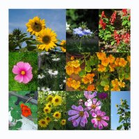 Flores de crecimiento rápido - set regalo de semillas