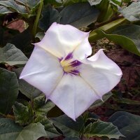 Manzano del desierto (Datura discolor) semillas