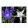 Edelweiss & Genciana - Set de semillas regalo