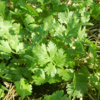 Cilantro (Coriandrum sativum) orgánico semillas